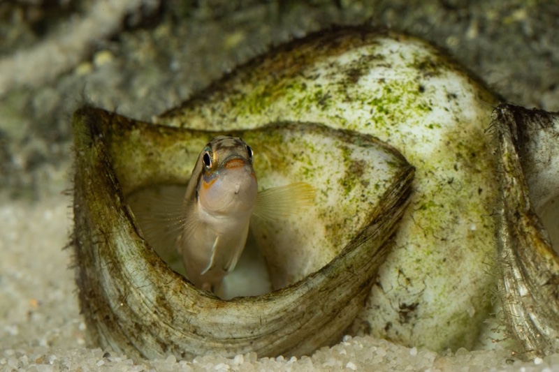 Telmatochromis bifrenatus 'Maswa'